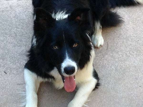 Fabric Basket Storage Bin Made from Border Collies Dog Fabric